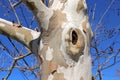 Sycamore Platanus occidentalis