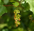 Sycamore Seeds