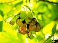 Sycamore Seeds