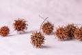 Sycamore seeds prickly on a paper pink background. Close-up photo