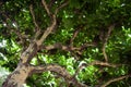 Sycamore tree Royalty Free Stock Photo