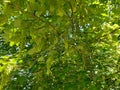 Sycamore - Acer pseudoplatanus, Norfolk, England, UK. Royalty Free Stock Photo