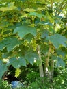 Sycamore - Acer pseudoplatanus, Norfolk, England, UK.