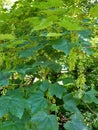 Sycamore - Acer pseudoplatanus, Norfolk, England, UK. Royalty Free Stock Photo
