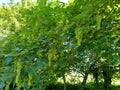 Sycamore - Acer pseudoplatanus, Norfolk, England, UK.