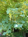 Sycamore - Acer pseudoplatanus, Norfolk, England, UK. Royalty Free Stock Photo