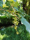 Sycamore - Acer pseudoplatanus, Norfolk, England, UK. Royalty Free Stock Photo