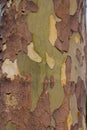 Sycamore Tree Bark