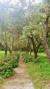 Sycamore tree and benches in the park Royalty Free Stock Photo