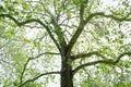 Sycamore Tree Blooming Spring