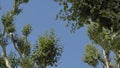 Sycamore Tree on blue sky. Branches tree