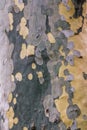 Sycamore tree camouflage colored bark texture