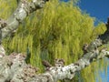 Bare sycamore in front of dripping weeping willow Royalty Free Stock Photo