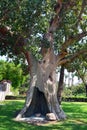 Sycamore Tree in Jericho Royalty Free Stock Photo