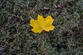 Sycamore Tree Leaf on a Frosty Forest Floor in Winter Royalty Free Stock Photo