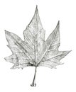 Sycamore tree leaf hand drawn, black and white lead pencil drawing