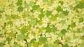 Sycamore tree leaves in light green and yellow creating a soft natural texture Royalty Free Stock Photo