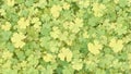 Sycamore tree leaves in light green and yellow creating a soft natural texture Royalty Free Stock Photo