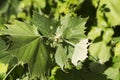 Sycamore Tree Leaves - Platanus occidentalis Royalty Free Stock Photo