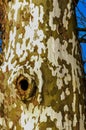 Sycamore tree, Plane tree background. The trunk of a thick tree, from which the old bark falls off. Ohio USA Royalty Free Stock Photo