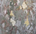 Platan, bark of tree, natural camouflage pattern