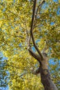Sycamore tree Royalty Free Stock Photo