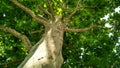 Sycamore tree. Platanus orientalis. Spotted plane tree trunk under sunlight_7