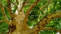 Sycamore tree. Platanus orientalis. Spotted plane tree trunk under sunlight_3