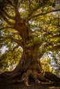 Sycamore Tree by the reverse Sunlight Royalty Free Stock Photo