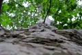 Sycamore tree trunk with branches and green summer leafage. Closeup of bark structure. Bottom view