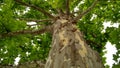 Sycamore tree Royalty Free Stock Photo