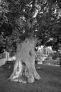The Sycamore Tree `Zacchaeus` Jesus Royalty Free Stock Photo
