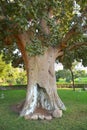The Sycamore Tree `Zacchaeus` Royalty Free Stock Photo
