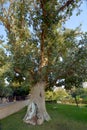 The Sycamore Tree `Zacchaeus` Royalty Free Stock Photo