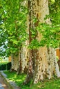 Sycamore trees Royalty Free Stock Photo