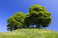 Sycamore Trees on the Castle Mound Oxford