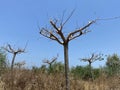 Sycamore trees without leaves Intresting colorful bark structure on blue sky background. Royalty Free Stock Photo