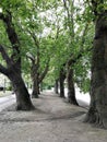 Sycamore trees in the city of York, England Royalty Free Stock Photo