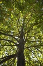 Sycamore treetop