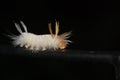 Sycamore Tussock Moth Royalty Free Stock Photo