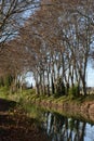 Sycamores trees along the canal du midi Royalty Free Stock Photo