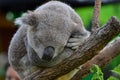 Sydney Aquarium & Wild Life - Koala Royalty Free Stock Photo