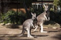 Kangaroos At Taronga Zoo