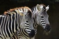 Two Zebras At Taronga Zoo Royalty Free Stock Photo