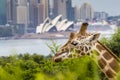 SYDNEY, AUSTRALIA - DECEMBER 27, 2015. Giraffes at Taronga Zoo w