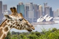 SYDNEY, AUSTRALIA - DECEMBER 27, 2015. Giraffes at Taronga Zoo w