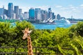 Sydney, Australia - January 11, 2014 : Giraffe at Taronga Zoo in Sydney with Harbour Bridge in background.