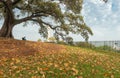 Woman sits reading under large Moreton Bay fig tree on Observatory Hill