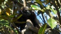 SYDNEY, AUSTRALIA - JUL, 3, 2014: close up of a mullers gibbon in a tree watching