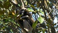 SYDNEY, AUSTRALIA - JUL, 3, 2014: a mullers gibbon in a tree, scratches its arm and looks around